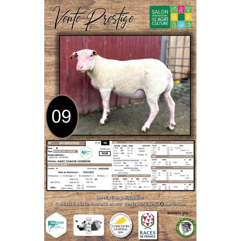 LOT 9