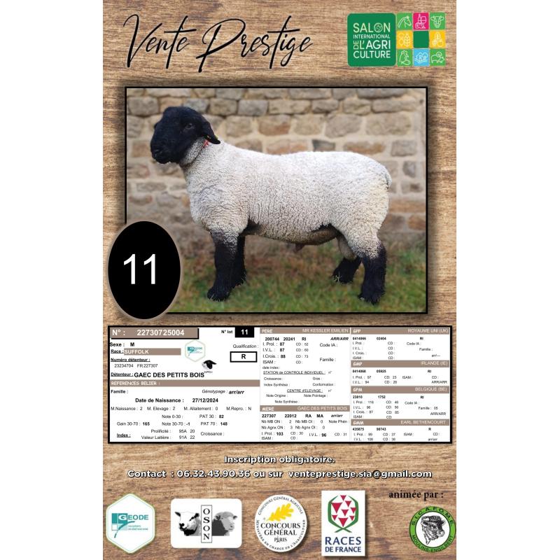 LOT 11