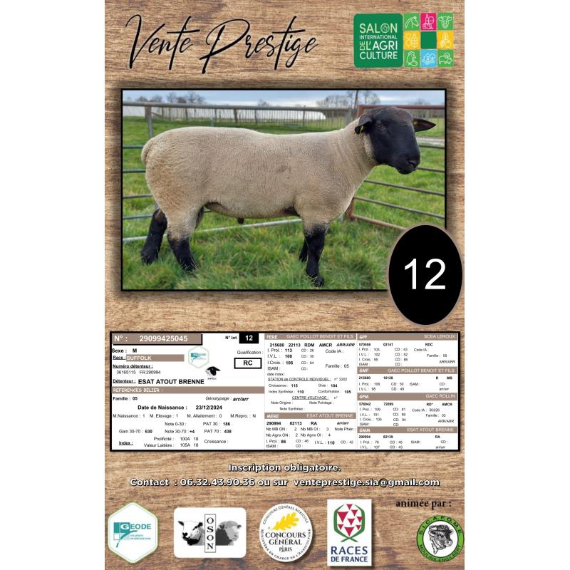 LOT 12