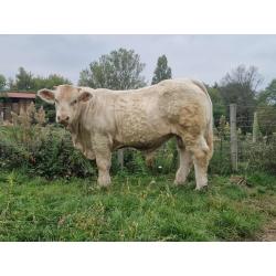 LOT 9